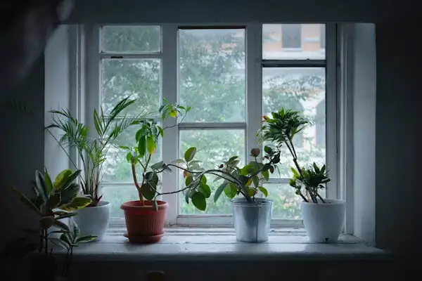 How to Save Dying House Plants