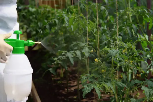 Perennials & Long-Lived Plants: Long-Term Environmental Benefits