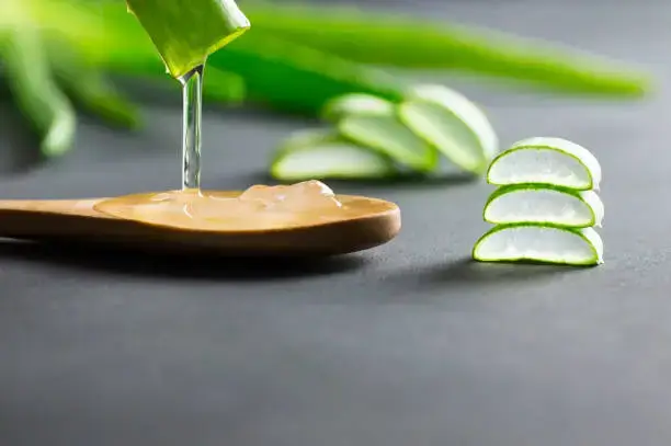 how to take care of aloe vera plant 1