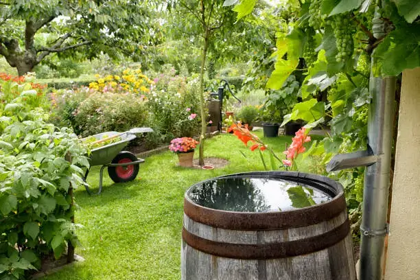 DIY Rainwater Harvesting Setup for Backyard Gardens