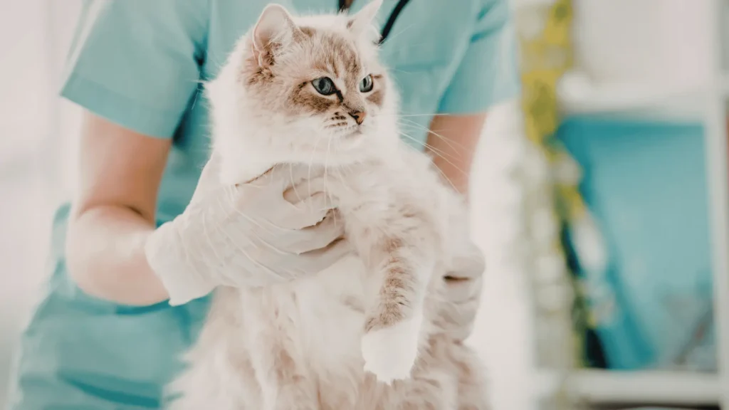Vétérinaire Chat