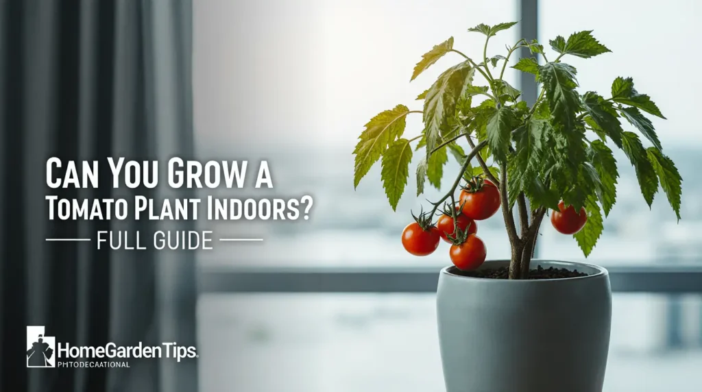 can you grow a tomato plant indoors full guide 1