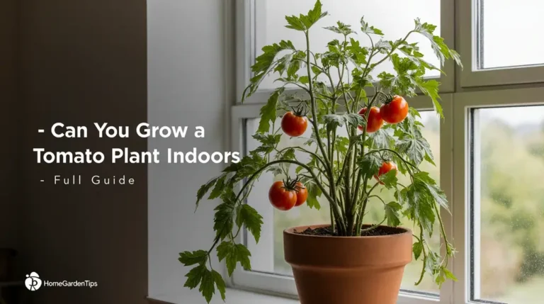 can you grow a tomato plant indoors full guide