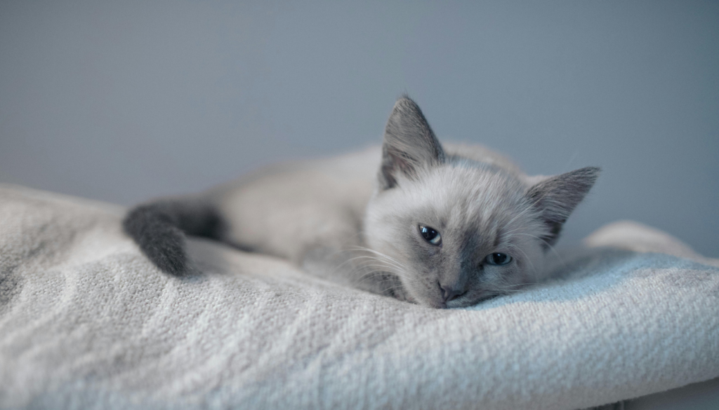chat siamois