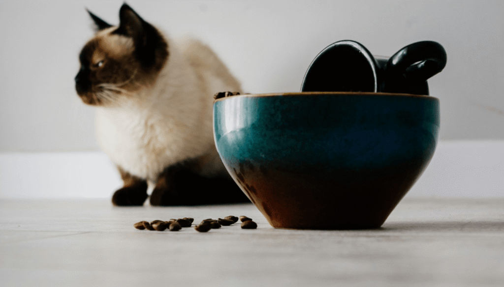 Chat Siamois alimenter
