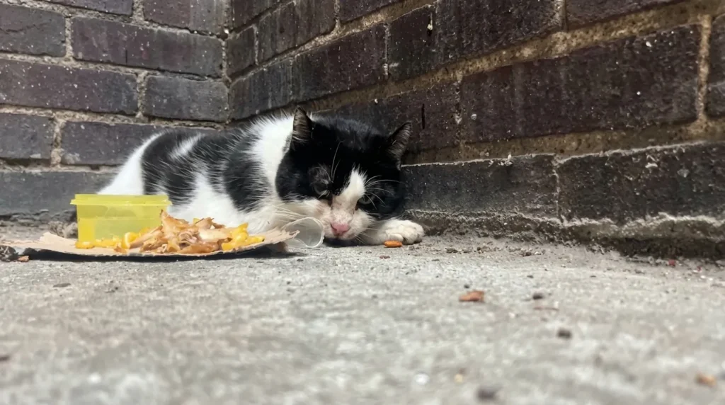Un chat abandonné apprend à faire confiance
