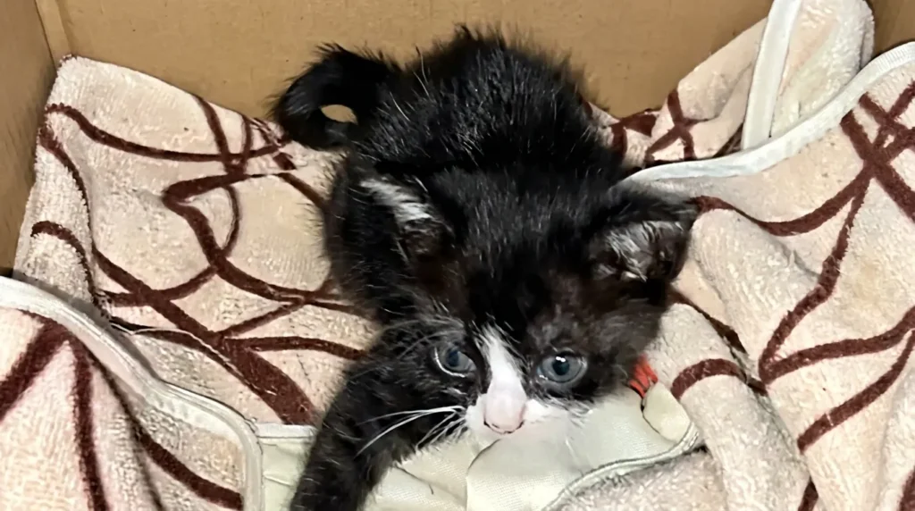 Le Miracle du Chaton Sauvé