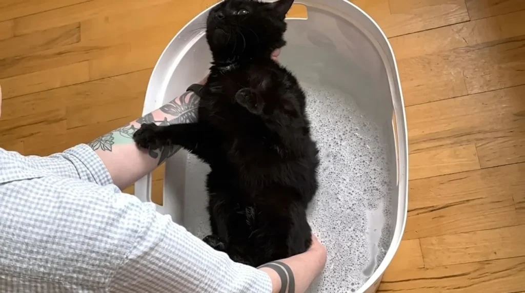 Comment laver un chat ?