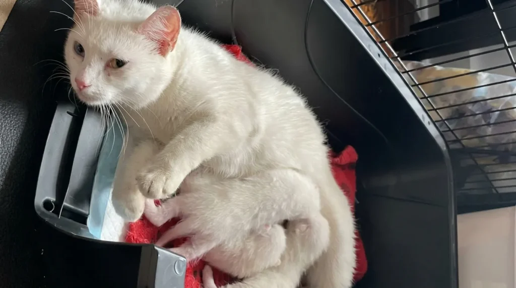 Sauvetage d'une maman chatte