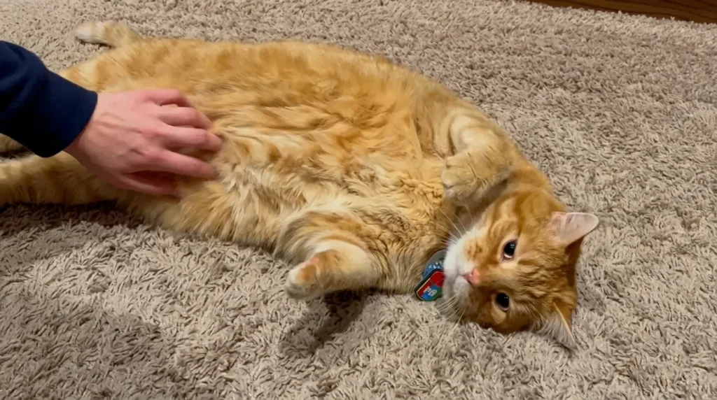 chaton roux abandonné