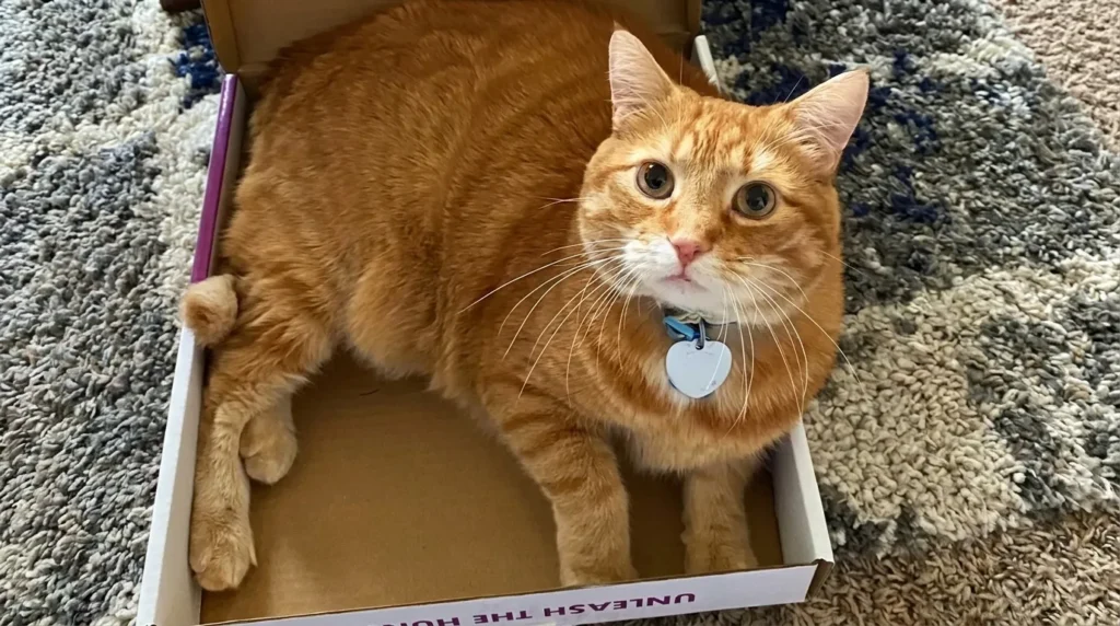 chaton roux abandonné